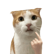 a cat with its tongue out and a hand pointing at it