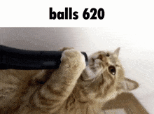 a cat is playing with a vacuum cleaner with the words balls 620 above it .