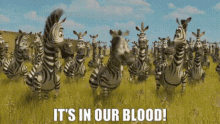 Madagascar Zebra GIF - Madagascar Zebra Its In Our Blood GIFs