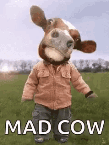 Cow Funny Cow GIF