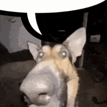 Speech Bubble Speech GIF - Speech Bubble Speech Dog GIFs