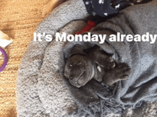 Monday I Hate Monday GIF - Monday I Hate Monday Is It Monday Already GIFs