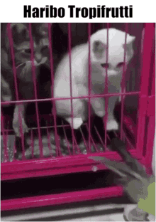 haribo tropifrutti cat attack grab