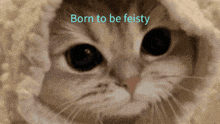 a close up of a cat with the words born to be feisty written above it