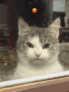 a gray and white cat looking out a window with a sticker of an angry face on the glass
