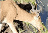 a deer drinking water from a pond with kenya written in the corner