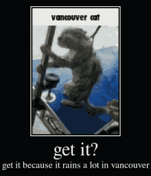 Vancouver Cat Get It GIF - Vancouver Cat Get It Vancouver GIFs