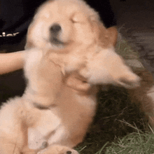 a person is petting a puppy that is laying on its back on the grass .