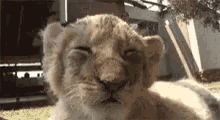 Sonno Lion GIF