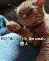 a cat is laying on a blue blanket with the caption bro is not tyler the creator