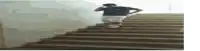 a man is walking up a set of stairs with his hands on his hips .