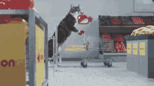 shopping cat food grocery funny