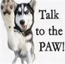 a husky dog is waving its paw in the air and says `` talk to the paw '' .