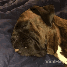 Snoring Viralhog GIF - Snoring Viralhog Sleeping GIFs