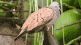 Dove Ruddy Ground Dove GIF - Dove Ruddy Ground Dove Bird GIFs