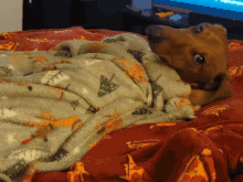 Sausage Sausage Dog GIF - Sausage Sausage Dog Dachshund GIFs