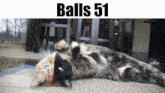 Balls Balls 51 GIF - Balls Balls 51 Cat GIFs