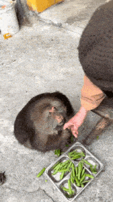 a person is feeding a monkey green peppers from a metal tray