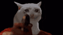 Kjimetal Cat GIF - Kjimetal Cat Cat Gun Crying GIFs