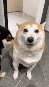 The Sniffer Dogs GIF