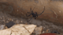 Spider Black Widow GIF - Spider Black Widow Poisonous GIFs