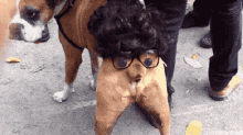 Dog Cachorro GIF - Dog Cachorro Vivicrismachado GIFs