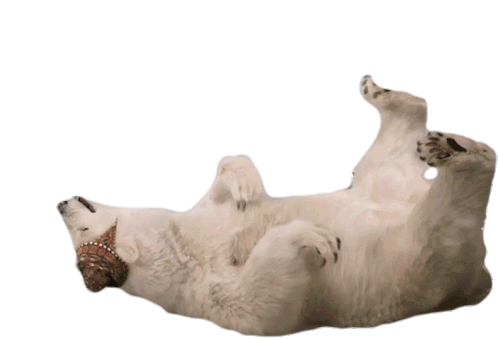 Bashlyk Polar Bear Sticker - Bashlyk Polar Bear Lying Down Stickers