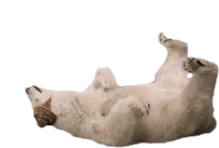 Bashlyk Polar Bear Sticker - Bashlyk Polar Bear Lying Down Stickers