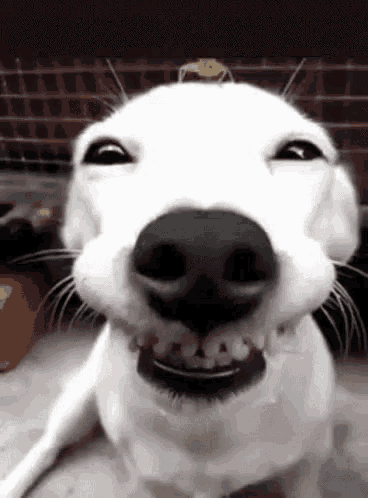 Mad Dogs GIF - Mad Dogs Cute - Discover & Share GIFs