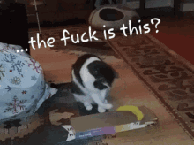 The Fuck Is This Cat GIF - The Fuck Is This Cat Confused GIFs
