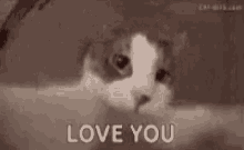 Cat Whos There GIF - Cat Whos There Love You GIFs