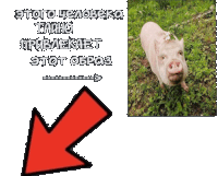 a picture of a pig with a red arrow pointing to the left