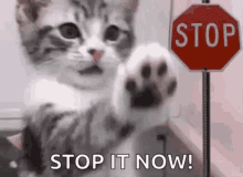 Cat Stop GIF - Cat Stop Stop It Now GIFs