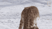 Startled Snow Leopards101 GIF - Startled Snow Leopards101 Pounce GIFs