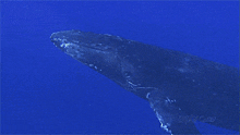 a picture of a humpback whale in the ocean with a blue background