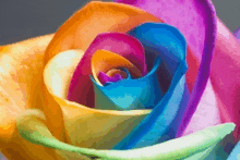 a close up of a rainbow colored rose petal