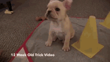 Smartest Puppy Around GIF - Smart Puppy Dog GIFs