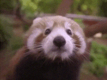 a close up of a red panda 's face looking at the camera .