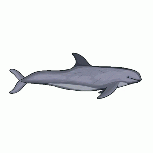transparent dolphin tumblr