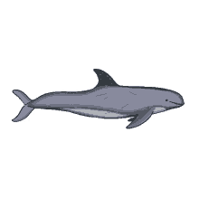 rissos dolphin