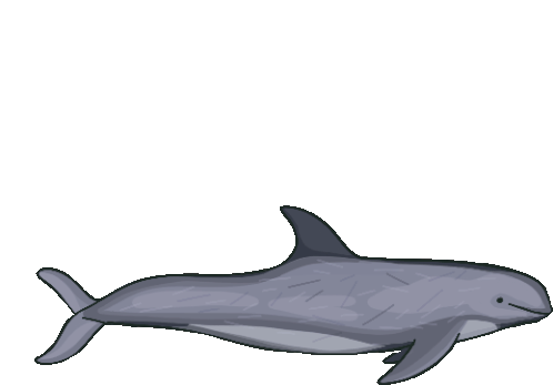 Dolphin Rissos Dolphin Sticker - Dolphin Rissos Dolphin Grey Dolphin Stickers