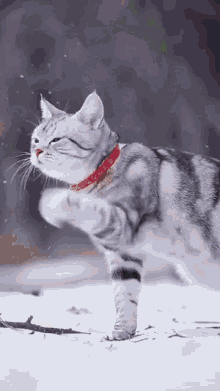 Rebels Fam Here Comes The Kitty GIF - Rebels Fam Here Comes The Kitty GIFs
