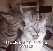 Funny Cats Cats GIF