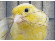 Humming Female Canary GIF - Humming Female Canary GIFs