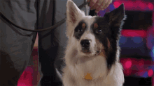 Underdog Maker GIF - Underdog Maker Puppy GIFs