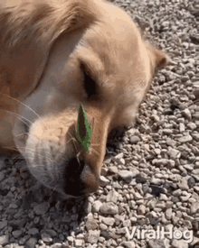 Confused Golden Retriever GIF - Confused Golden Retriever Dog GIFs
