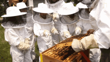 beekeeper bee