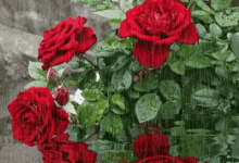 Rain Rose GIF
