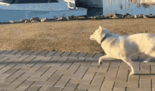 Dog Strut GIF - Dog Strut Happy GIFs