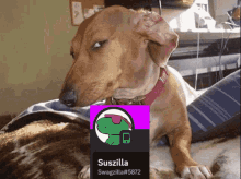 Suszilla GIF - Suszilla GIFs